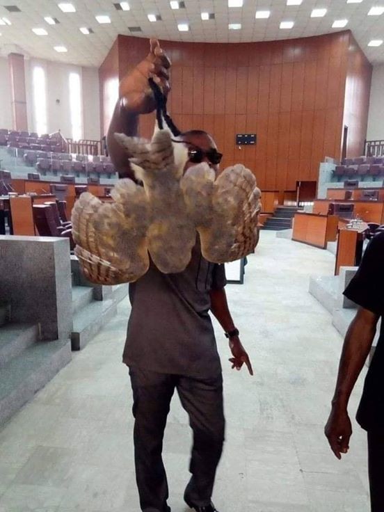 Photos: "Strange bird" allegedly found inside Akwa Ibom State House of Assembly chamber