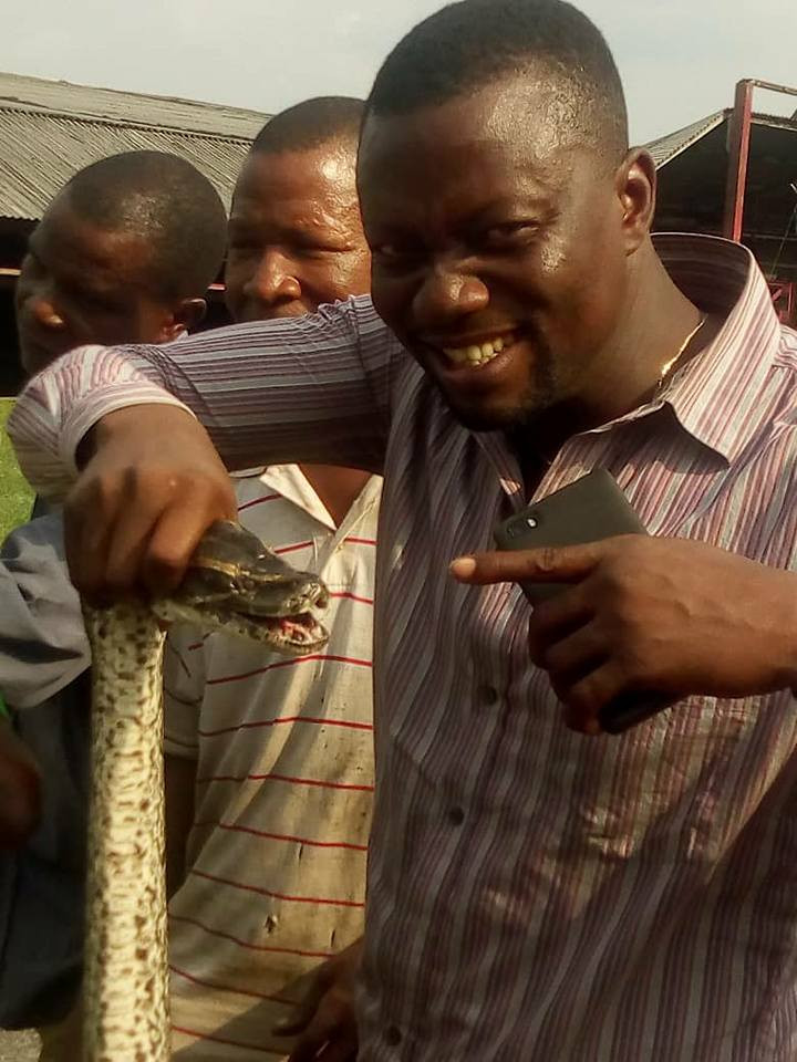Residents jubilate as they kill 12-foot python terrorising them in Delta state