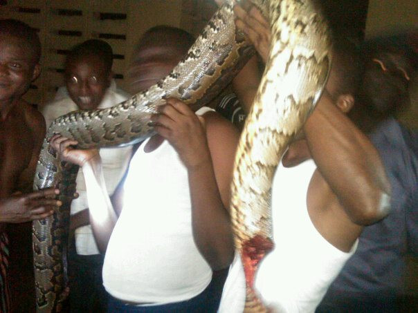 Residents jubilate as they kill 12-foot python terrorising them in Delta state