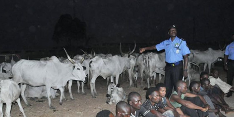Filed Photo: Police arrest Cows and herdsmen