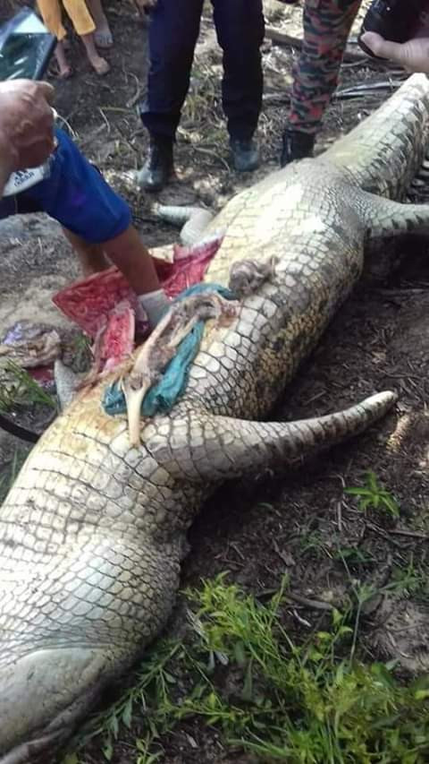 Photos: Monster crocodile that killed plantation worker caught and culled. Pieces of human bones, torn clothes found inside its stomach