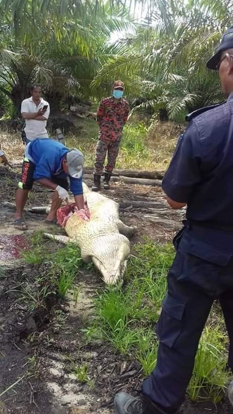 Photos: Monster crocodile that killed plantation worker caught and culled. Pieces of human bones, torn clothes found inside its stomach