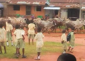 Cows take over school