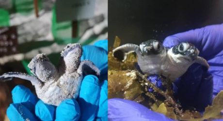 See The Two-headed Turtle Discovered In Malaysia