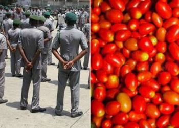 Customs officers, stock photo: Tomatoes