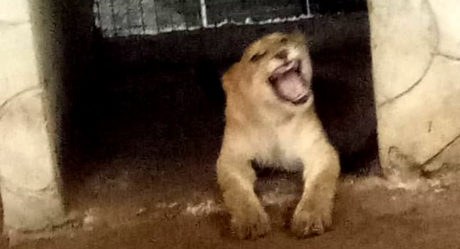 PHOTOS: Lion Discovered At Residential Building In Lagos