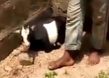 Scene of incident: Man caught having sex with goat in Ado