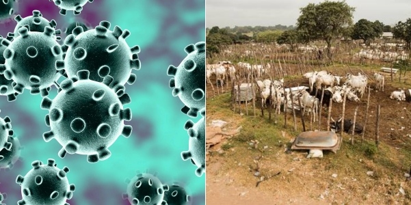 Coronavirus: Stay in bush till it is over, Miyetti Allah to members