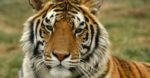 Bronx zoo tiger tests positive for coronavirus