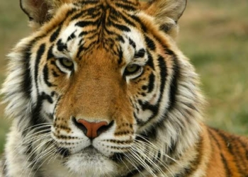 Bronx zoo tiger tests positive for coronavirus
