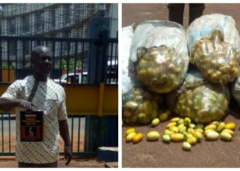 Man arrested for poisoning 143 bags of garden eggs in Enugu