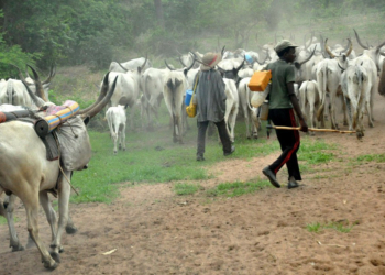 Man killed over cow in Delta State