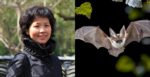 Scientist,Shi Zhengli calls for high alert for another coronavirus pandemic caused by bats