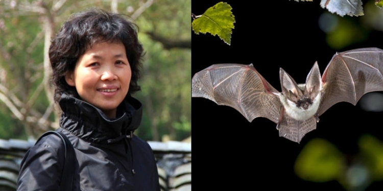 Scientist,Shi Zhengli calls for high alert for another coronavirus pandemic caused by bats