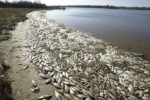 Thousands Of Fishes Die And Litter In Communities In Rivers State