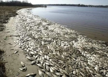 Thousands Of Fishes Die And Litter In Communities In Rivers State