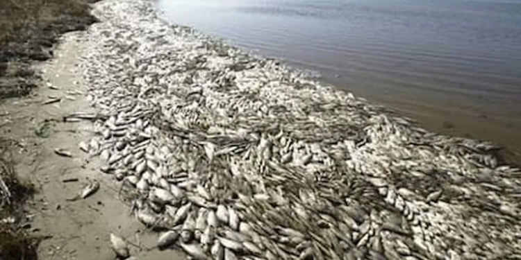 Thousands Of Fishes Die And Litter In Communities In Rivers State