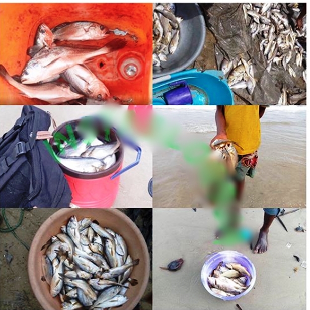 Thousands Of Fishes Die And Litter In Communities In Rivers State
