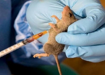 Emergency phase of 2020 Lassa fever outbreak over, says NCDC