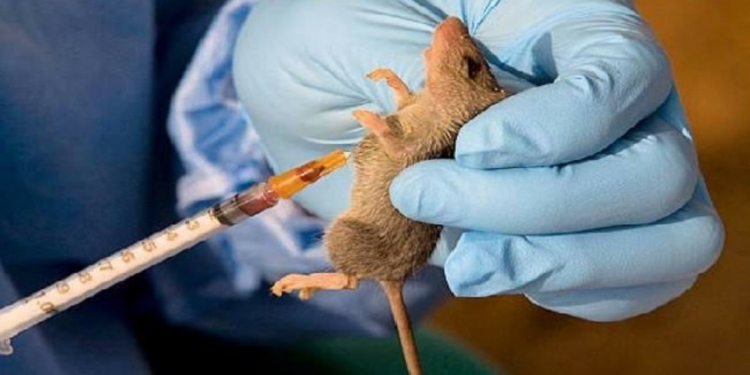 Emergency phase of 2020 Lassa fever outbreak over, says NCDC