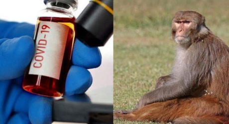 Monkeys attack medical official, steal coronavirus blood samples