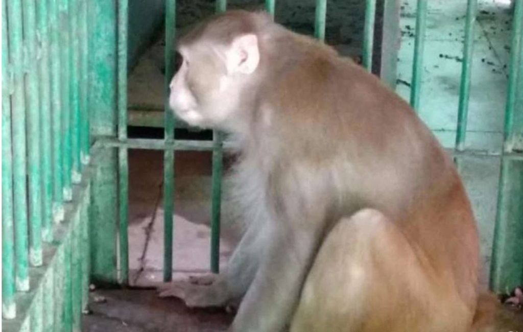 Monkey gets life imprisonment for attacking 250 humans