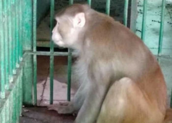 Monkey gets life imprisonment for attacking 250 humans