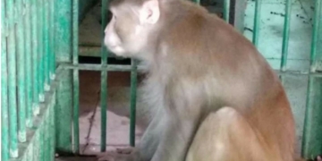 Monkey gets life imprisonment for attacking 250 humans
