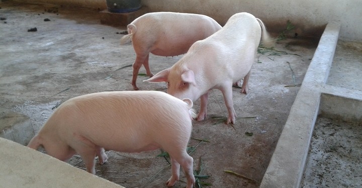 Man lands in court for allegedly having sex with pig in Ibadan