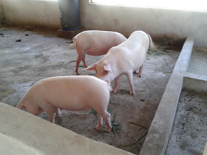 Man lands in court for allegedly having sex with pig in Ibadan