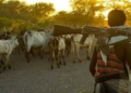 Suspected herdsmen abduct nine passengers in ondo, demands N100m ransom