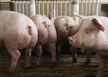 Flu virus with ‘human pandemic potential’ found in China