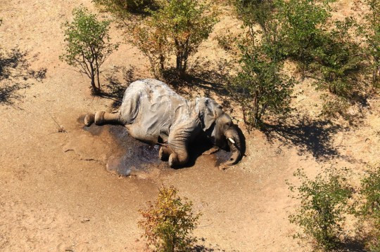 350 Elephants die mysteriously in Botswana