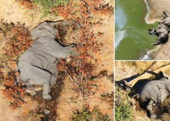 350 Elephants die mysteriously in Botswana