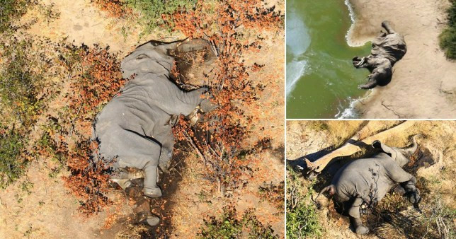 350 Elephants die mysteriously in Botswana