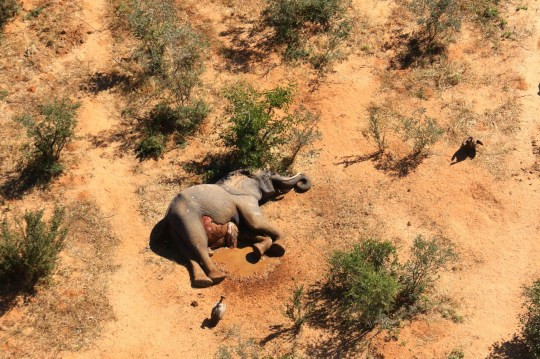 350 Elephants die mysteriously in Botswana