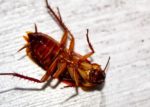Doctor Pulls Out Live Cockroach Out of Chinese Woman’s Ear