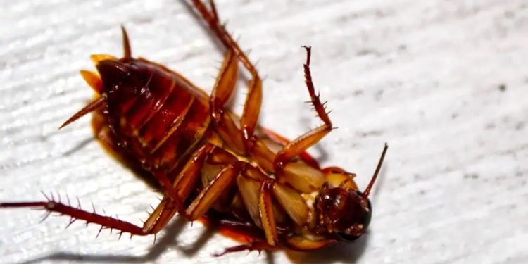 Doctor Pulls Out Live Cockroach Out of Chinese Woman’s Ear