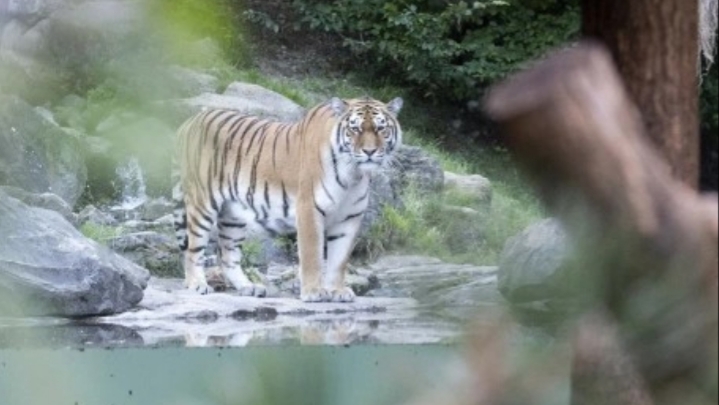 Tragedy as 55-year-old female zookeeper reportedly mauled to death by Siberian Tiger