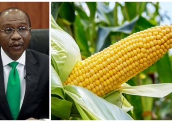 CBN bans forex for maize importation
