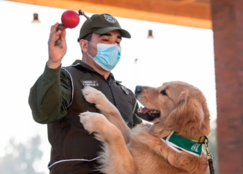 Chilean Police train dogs to sniff out Coronavirus