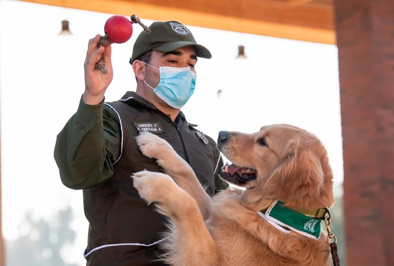 Chilean Police train dogs to sniff out Coronavirus