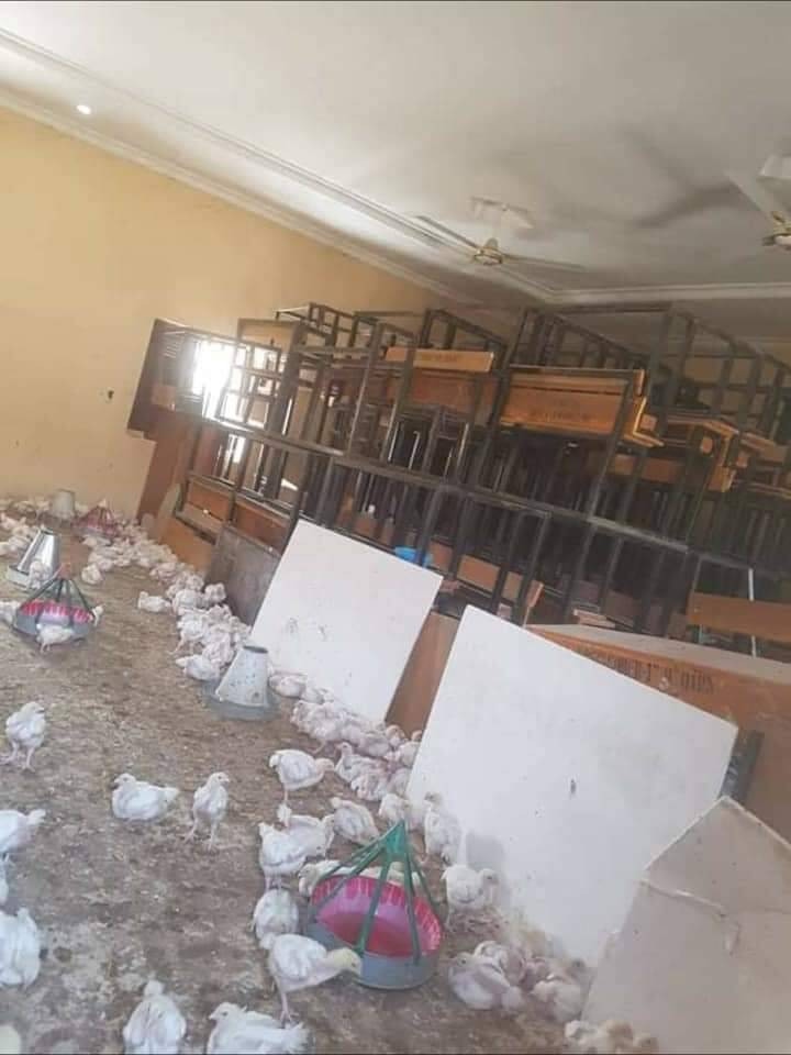 Borno classroom turned into a poultry farm as schools remain closed due to the pandemic