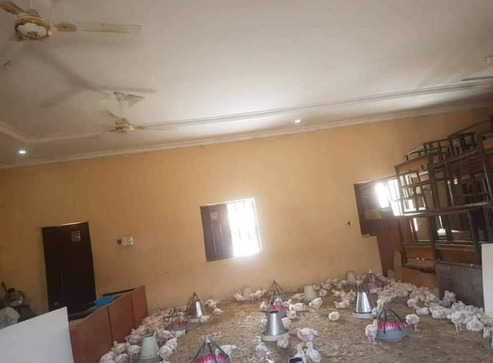 Borno classroom turned into a poultry farm as schools remain closed due to the pandemic