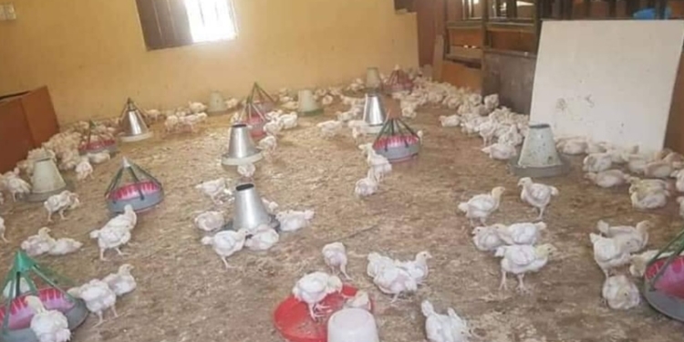 Borno classroom turned into a poultry farm as schools remain closed due to the pandemic