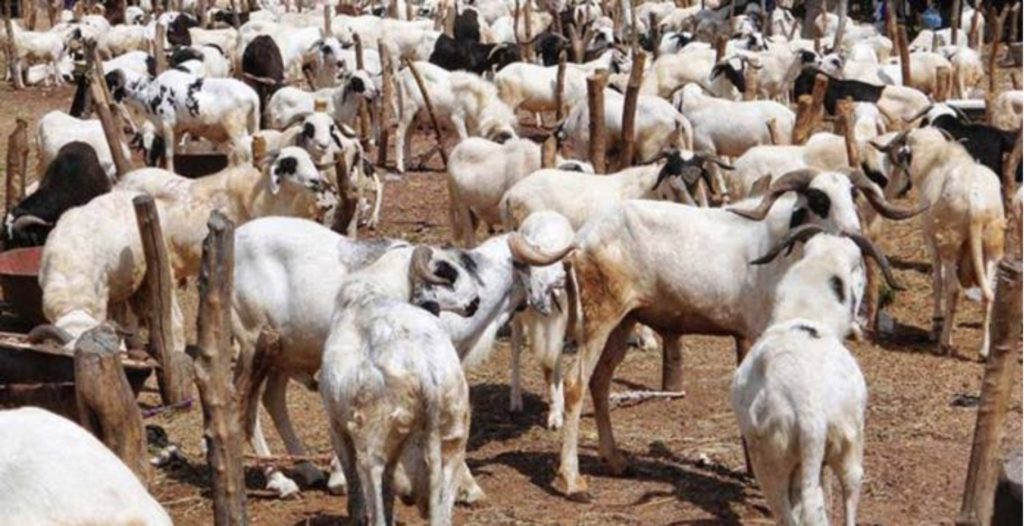 Eid-el-Kabir: Zamfara govt distributes over 5,000 rams, 993 cows