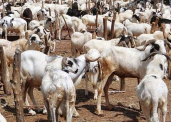 Eid-el-Kabir: Zamfara govt distributes over 5,000 rams, 993 cows