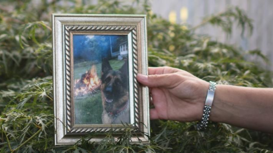 First dog to test positive for COVID-19 in the U.S. has died