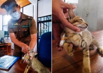 Cat detained for smuggling drugs and SIM cards escapes from Sri Lankan prison