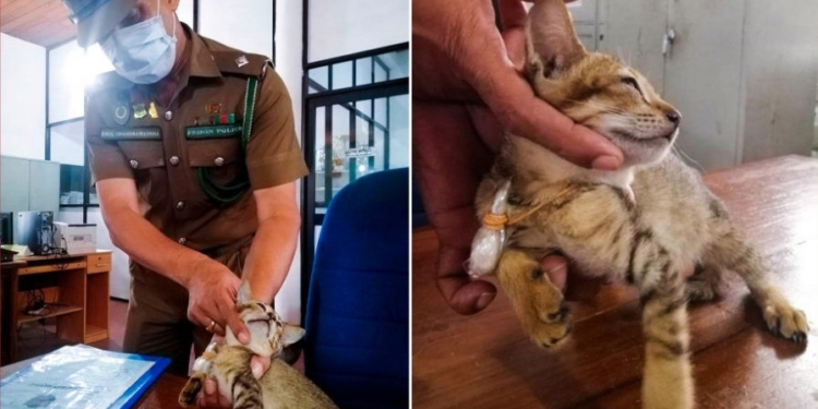 Cat detained for smuggling drugs and SIM cards escapes from Sri Lankan prison